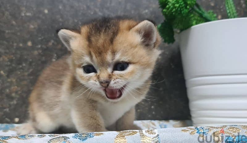 Scottish Straight Shorthair Gold 2