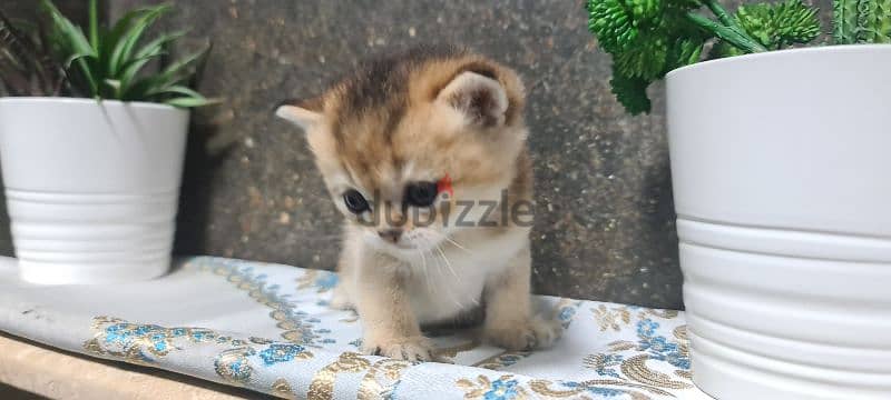 Scottish Straight Shorthair Gold 3