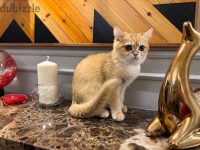 British Shorthair Gold ny12