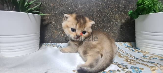 Scottish Straight Shorthair Gold