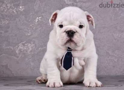 English bulldog boy from Russia