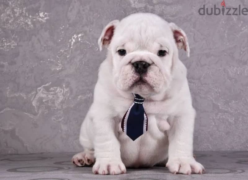 English bulldog boy from Russia 0