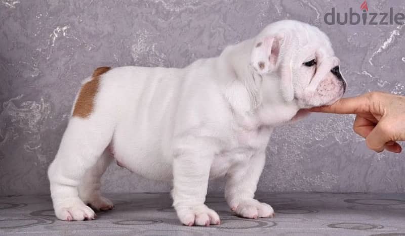 English bulldog boy from Russia 1