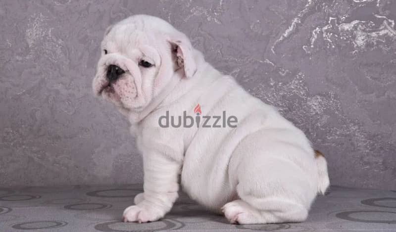 English bulldog boy from Russia 2