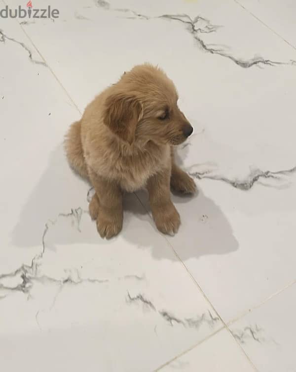 GOLDEN RETRIVER 50 days 3