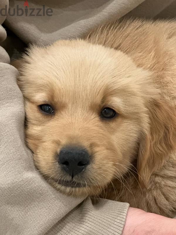 GOLDEN RETRIVER 50 days 4