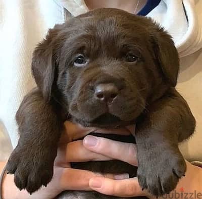 Chocolate Labrador puppy boy from Russia