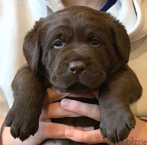 Chocolate Labrador puppy boy from Russia 0