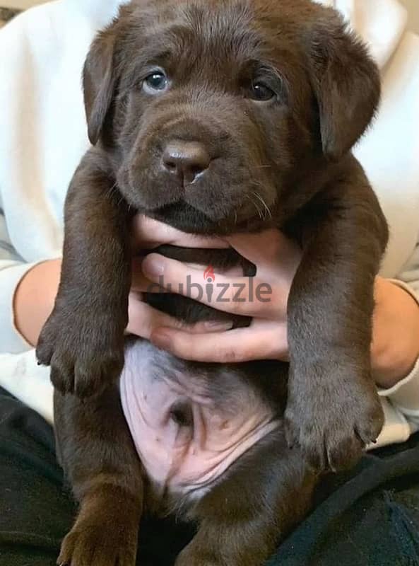 Chocolate Labrador puppy boy from Russia 1