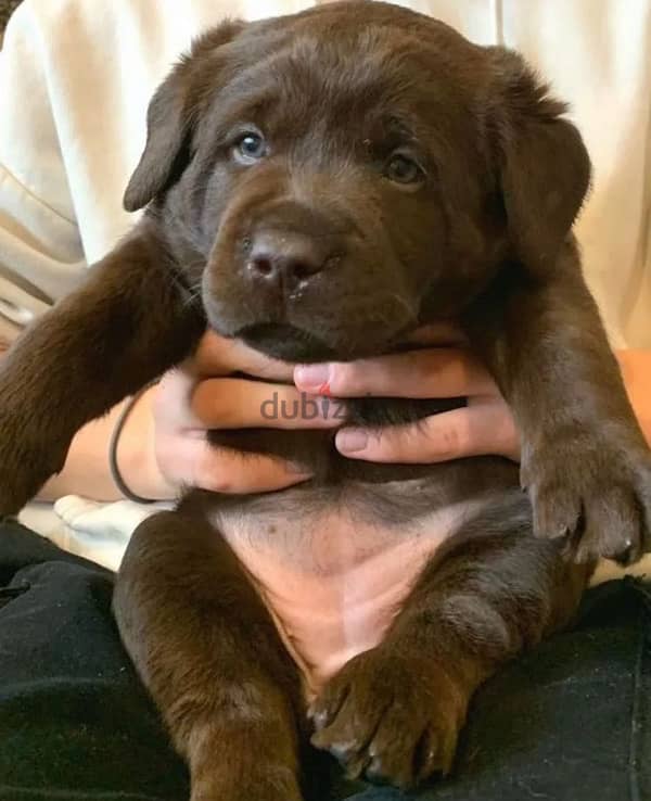 Chocolate Labrador puppy boy from Russia 2