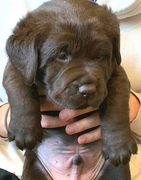 Chocolate Labrador puppy boy from Russia 3