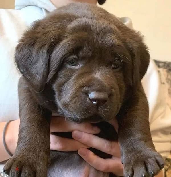 Chocolate Labrador puppy boy from Russia 4