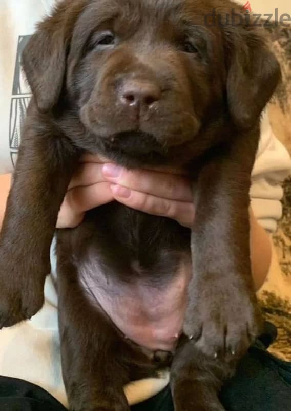 Chocolate Labrador puppy boy from Russia 5