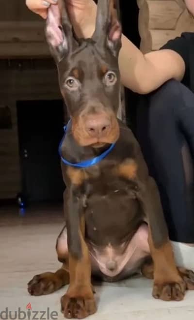 Doberman puppy boy from Russia