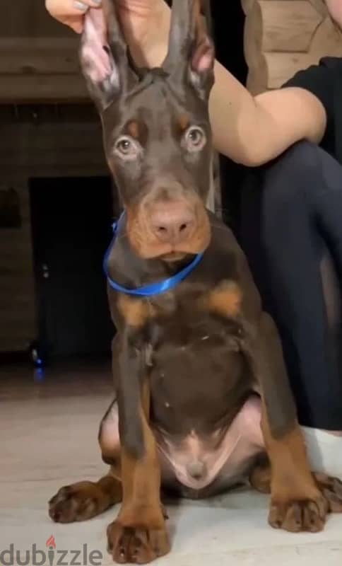 Doberman puppy boy from Russia 0