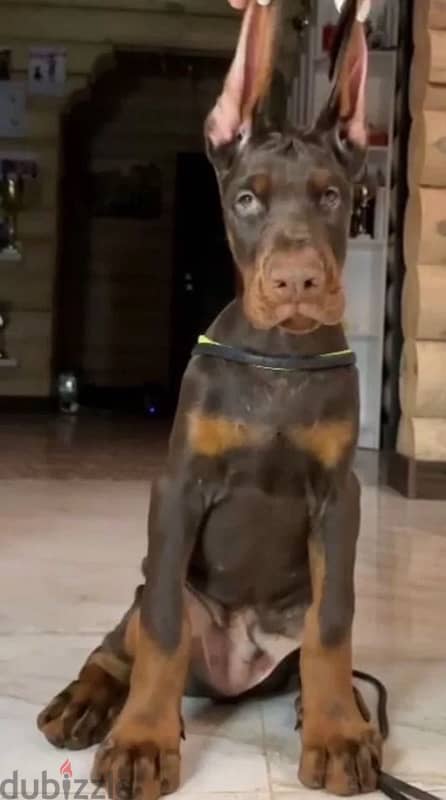 Doberman puppy boy from Russia 1