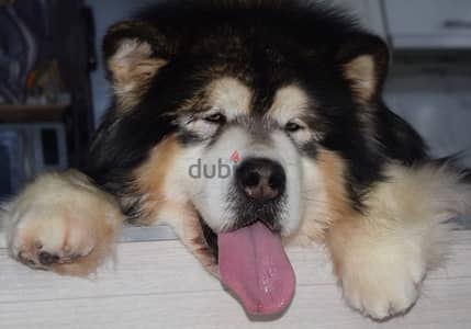 Alaskan malamute boys from Russia