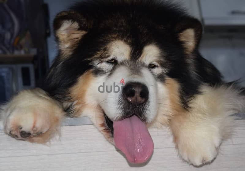 Alaskan malamute boys from Russia 0