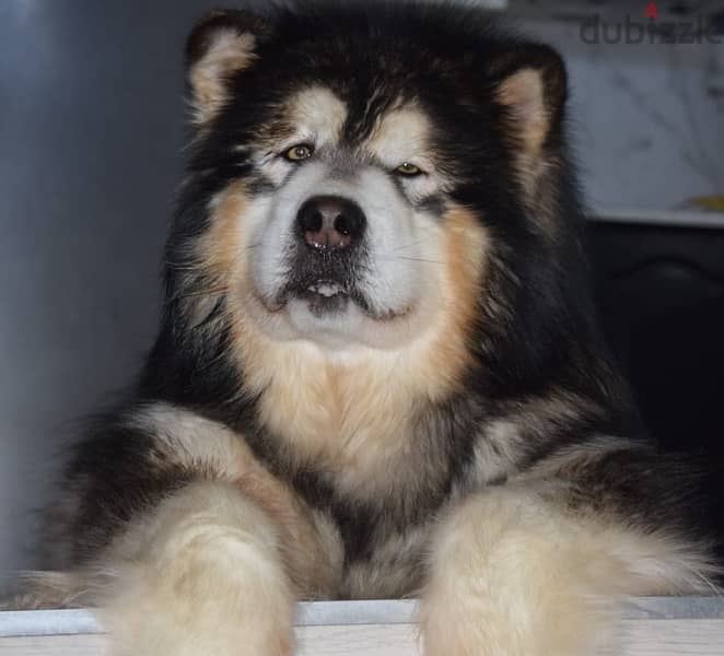 Alaskan malamute boys from Russia 1