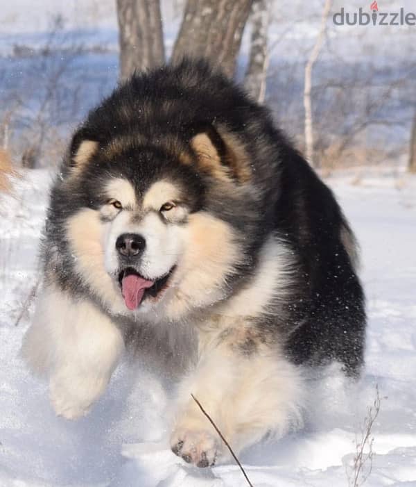 Alaskan malamute boys from Russia 2