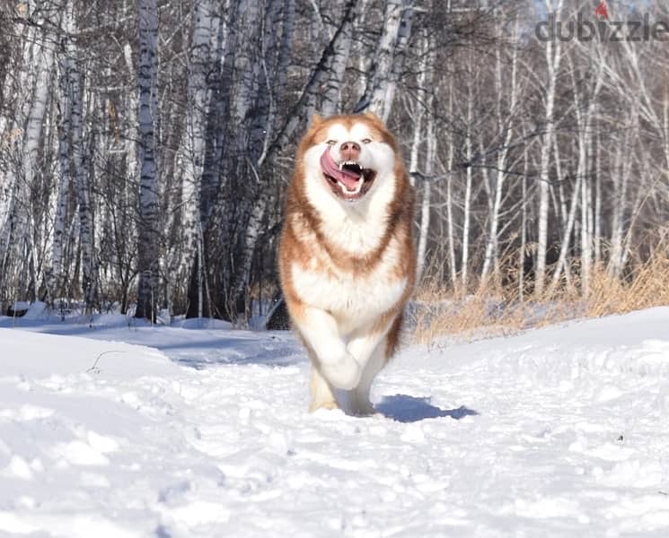 Alaskan malamute boys from Russia 3