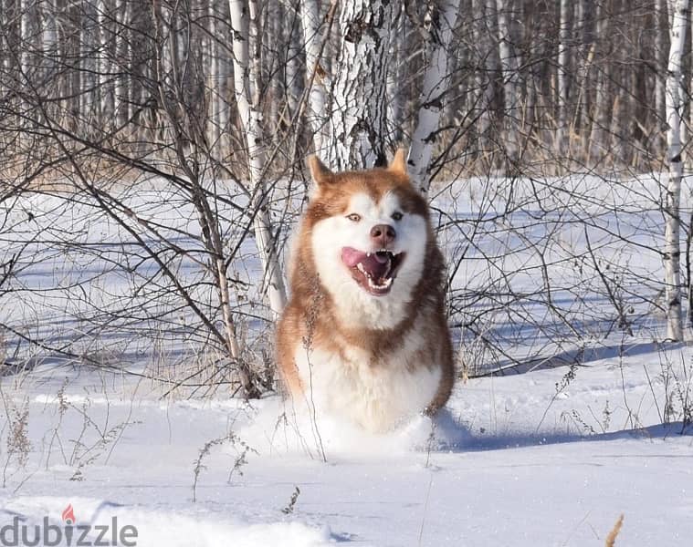 Alaskan malamute boys from Russia 4