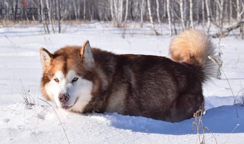 Alaskan malamute boys from Russia 5