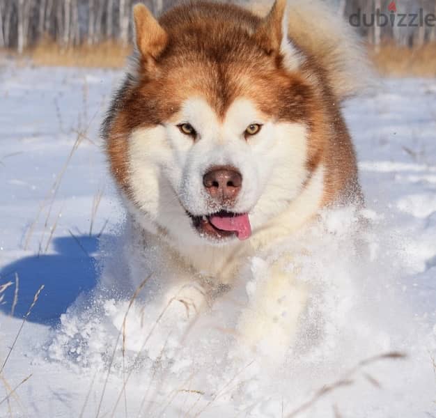 Alaskan malamute boys from Russia 6