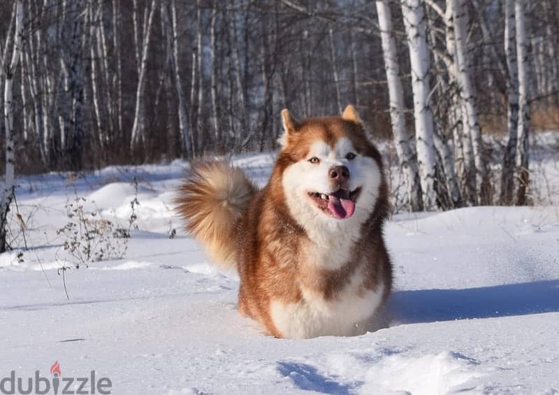 Alaskan malamute boys from Russia 7