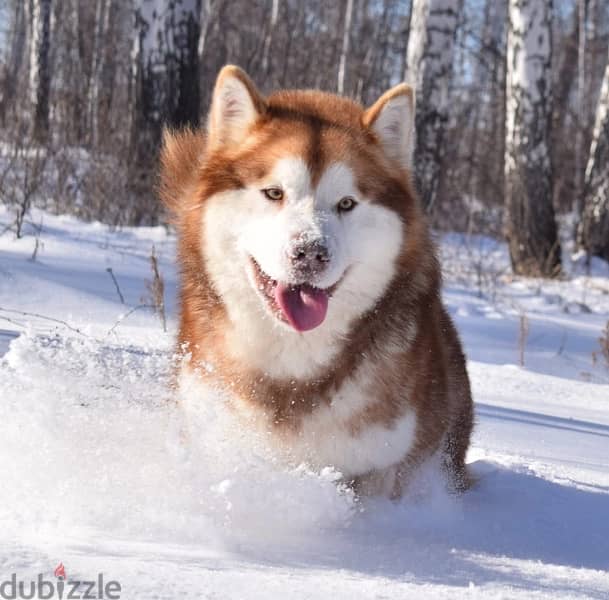 Alaskan malamute boys from Russia 8