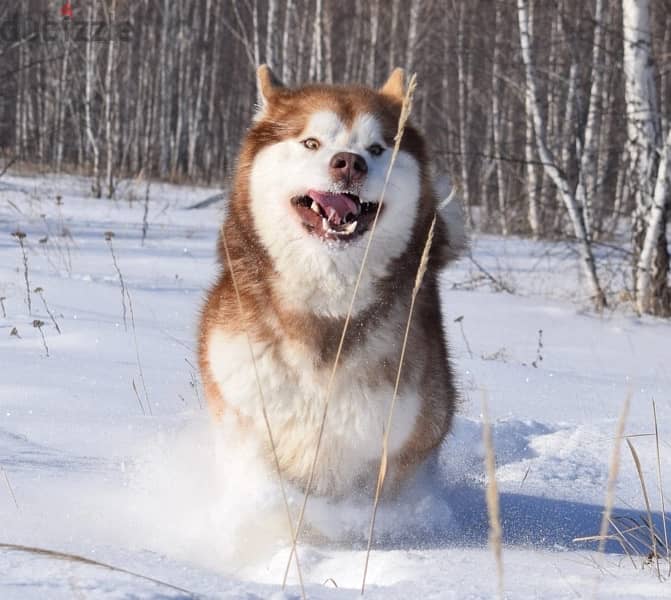 Alaskan malamute boys from Russia 9