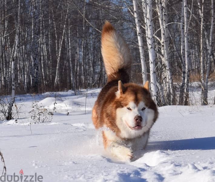 Alaskan malamute boys from Russia 10