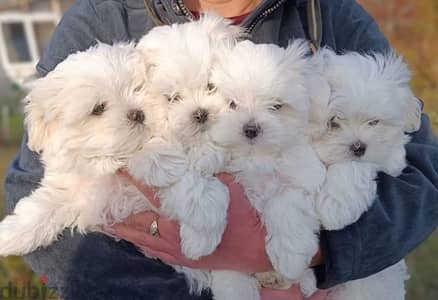 Maltese puppy boy from Russia