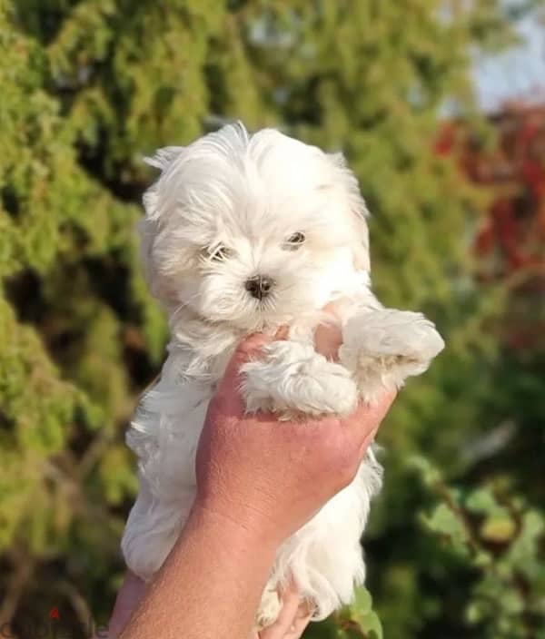 Maltese puppy boy from Russia 1