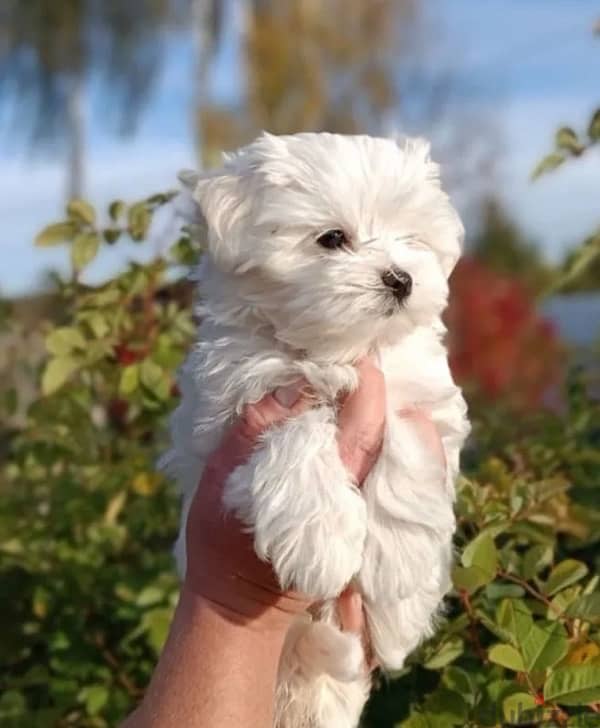 Maltese puppy boy from Russia 2