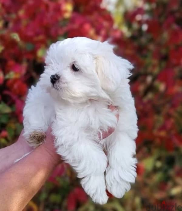 Maltese puppy boy from Russia 3