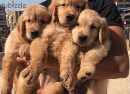 ذكور جولدن golden retriever puppies