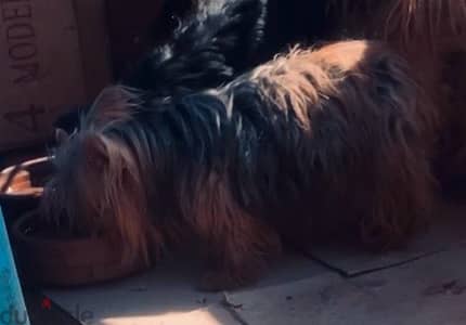 female yurk shire terrier بنت يورك شاير للبيع