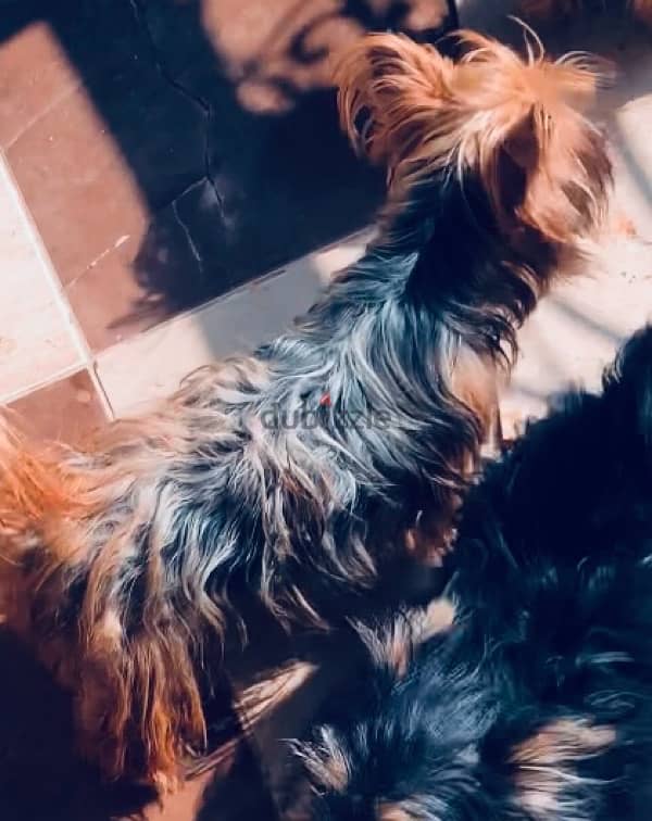 female yurk shire terrier بنت يورك شاير للبيع 2