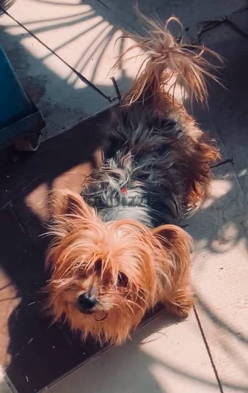 female yurk shire terrier بنت يورك شاير للبيع 3