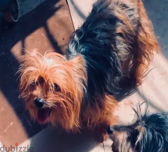 female yurk shire terrier بنت يورك شاير للبيع 4