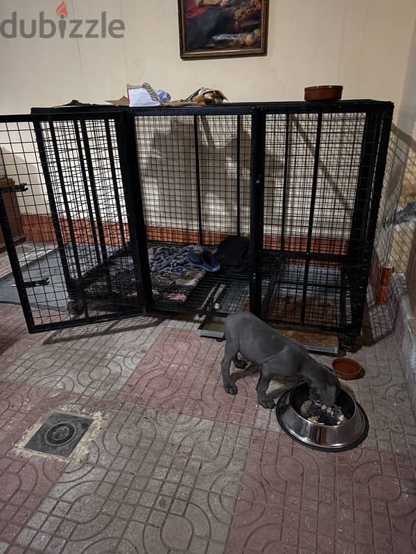 pets cage 2