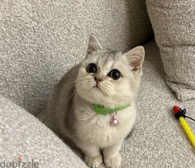 British Shorthair Silver Shaded