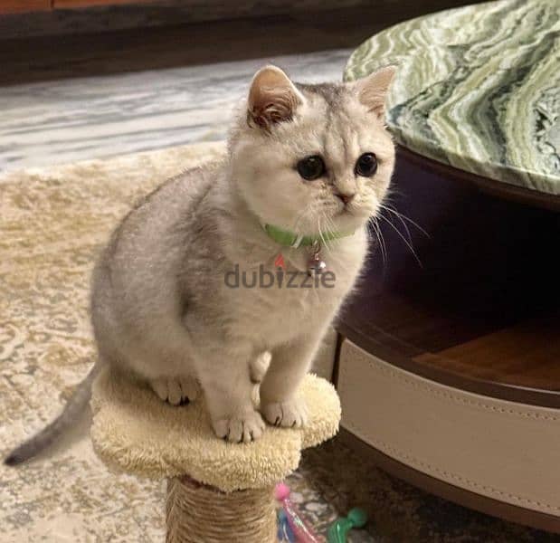 British Shorthair Silver Shaded 1