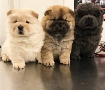 تشاو تشاو Chow chow  puppies