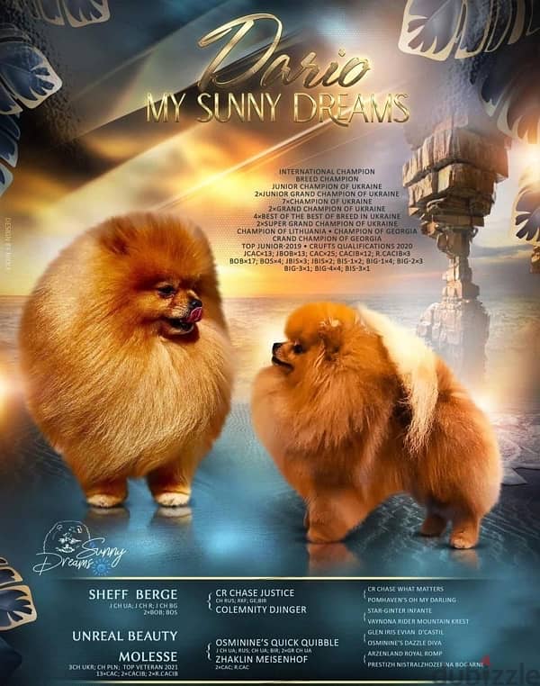 متاح. نتايتين Pomeranian 3