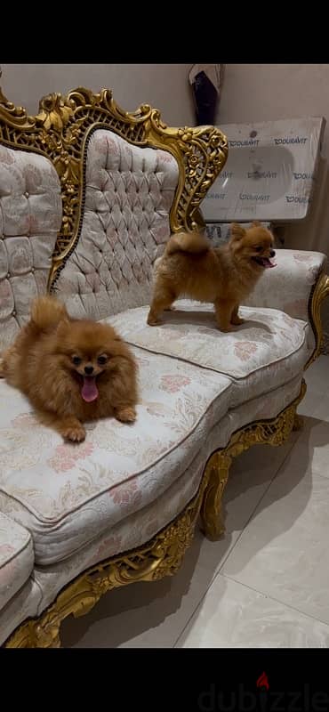 متاح. نتايتين Pomeranian