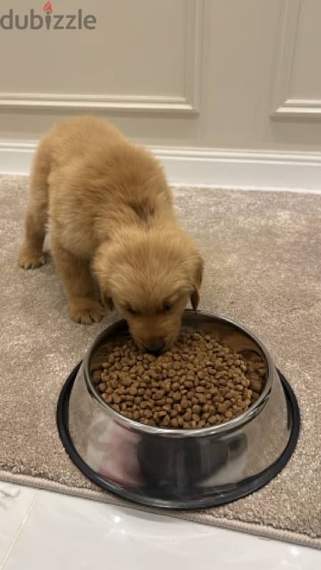 Selling new Puppy – 50 Days Old! جولدن جرو ٥٠ يوم 1