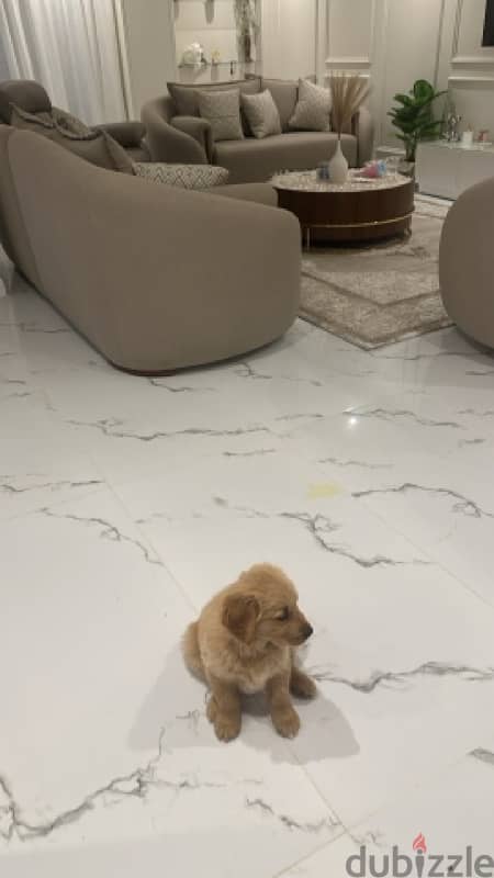 Selling new Puppy – 50 Days Old! جولدن جرو ٥٠ يوم 2