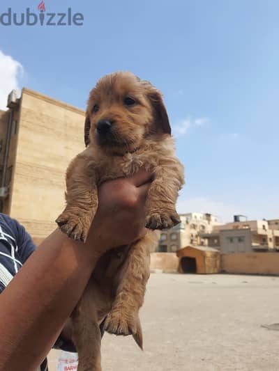 Golden Retriever puppies